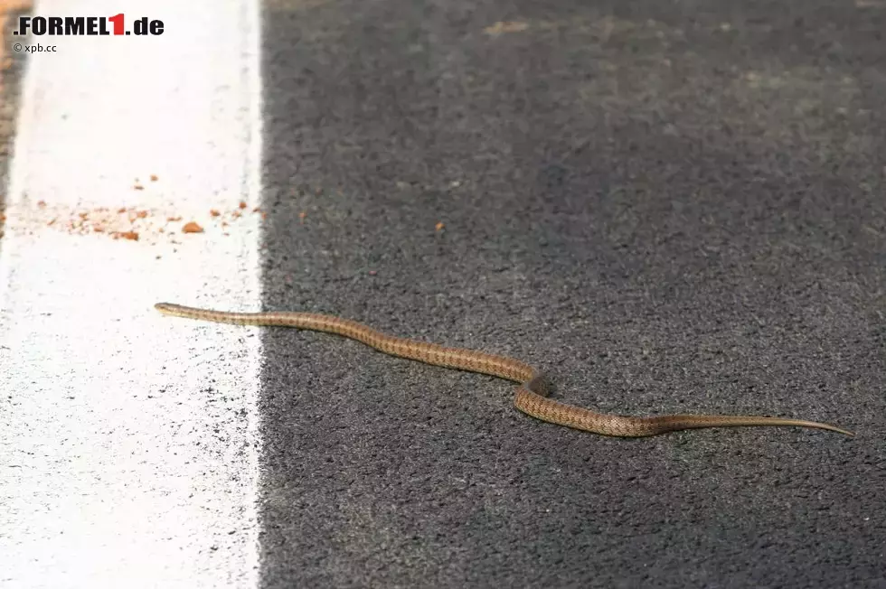 Foto zur News: Eine Schlange auf dem Asphalt