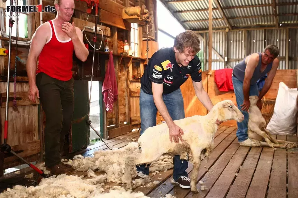 Foto zur News: Sebastian Vettel (Red Bull) beim Schafe scheren