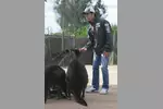 Foto zur News: Sergio Perez (Sauber) im Zoo von Melbourne