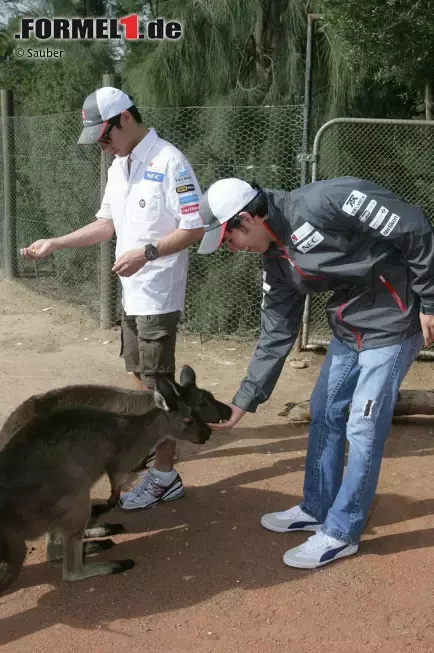 Foto zur News: Kamui Kobayashi und Sergio Perez (Sauber) im Zoo von Melbourne