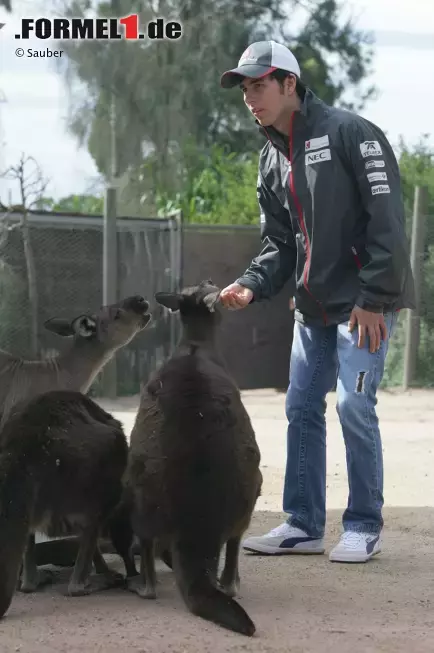 Foto zur News: Sergio Perez (Sauber) im Zoo von Melbourne