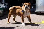 Foto zur News: Roscoe, der Hund von Lewis Hamilton (Mercedes)