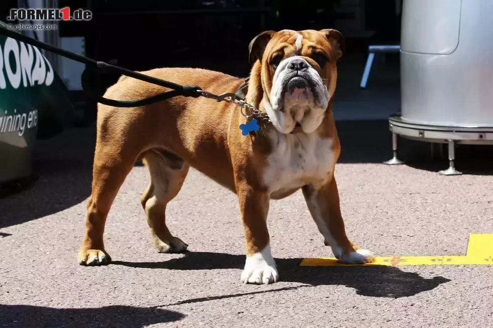 Foto zur News: Roscoe, der Hund von Lewis Hamilton (Mercedes)