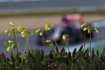 Foto zur News: Max Verstappen (Toro Rosso)