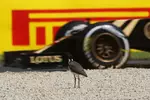 Foto zur News: Pastor Maldonado (Lotus) wird beobachtet