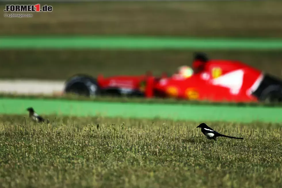 Foto zur News: Esteban Gutierrez (Ferrari)