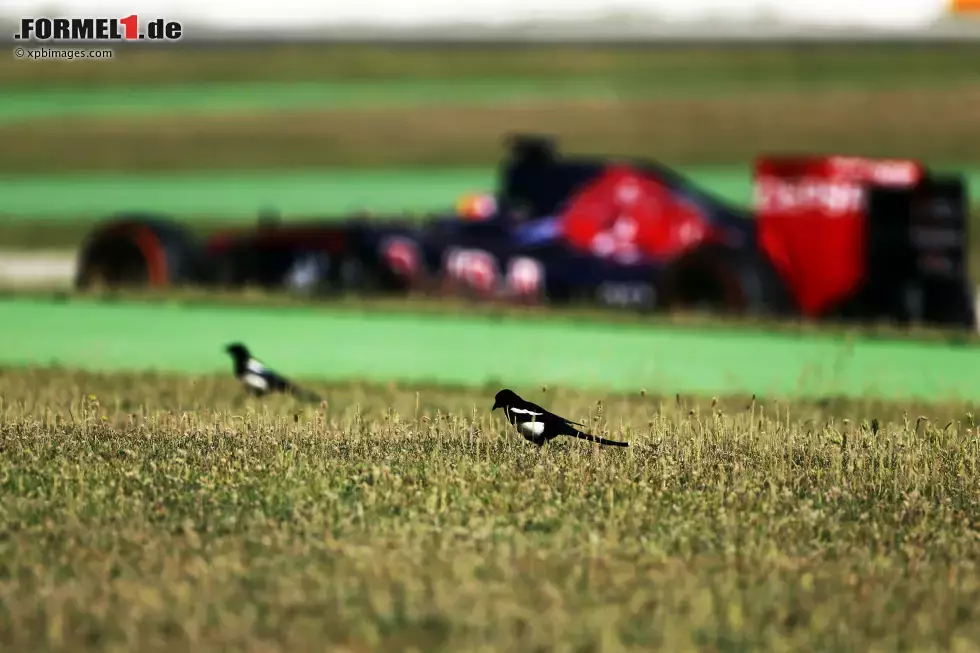 Foto zur News: Carlos Sainz (Toro Rosso)