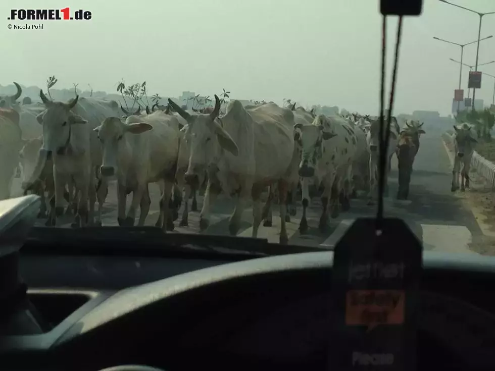 Foto zur News: Nur so viel ist sicher: Die im wahrsten Sinne des Wortes &quot;heiligen Kühe&quot; dürfen auf Indiens Straßen immer zuerst.