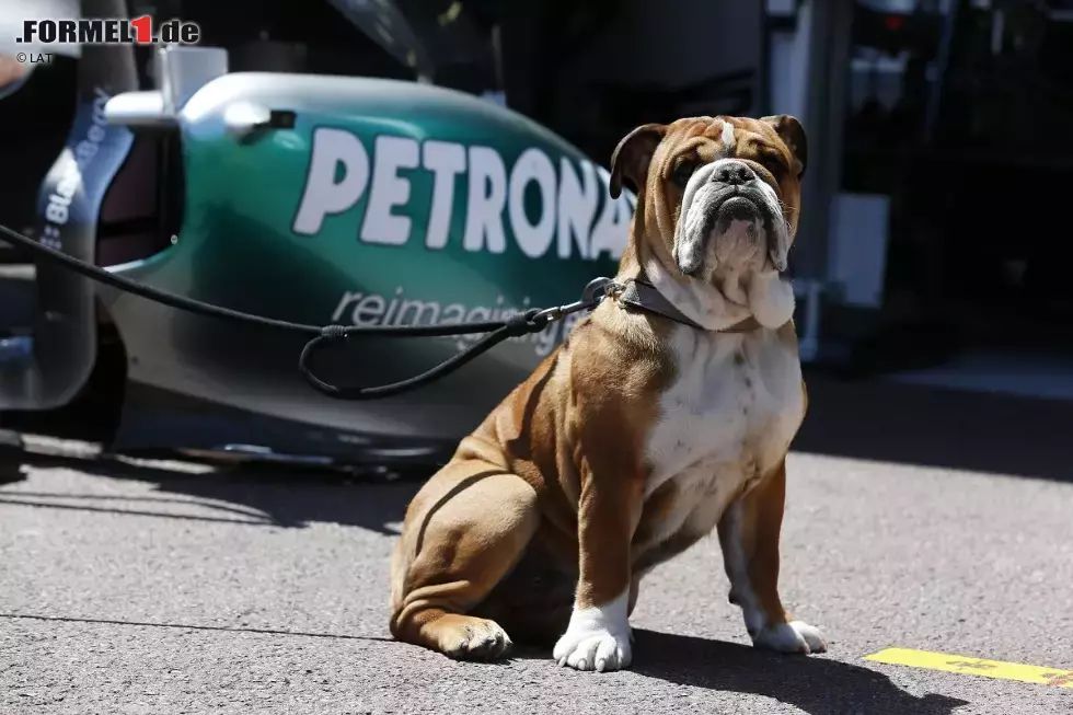 Foto zur News: Wenigstens sein Hündchen Roscoe ist treu an Hamiltons Seite. Ziemlich häufig ist der tierische Begleiter im Fahrerlager zu sehen und wird vom Mercedes-Piloten auch öfter genutzt, um lustige Fotos auf Twitter zu verbreiten. Mittlerweile hat Roscoe mit Dame Coco sogar einen neuen Spielgefährten gefunden.