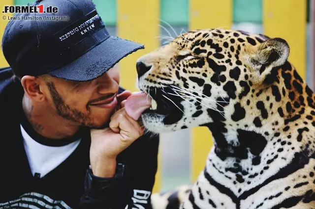 Foto zur News: Platz 3: Der mit den Tigern tanzt
Er kuschelt mit ihm, er erschreckt ihn von hinten und er wagt ein Tänzchen... PETA kritisiert Hamilton Freundschaft zu einem Tiger in einer mexikanischen Aufpäppel-Station heftig. Es würde den Umgang mit den wilden Tieren verharmlosen und der Tiger sei vermutlich mit Beruhigungsmitteln ruhiggestellt.