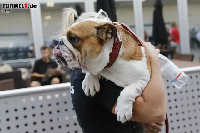 Foto zur News: Hamiltons treuer Begleiter Roscoe darf in Austin natürlich auch nicht fehlen. Ob die Trainerin des Formel-1-Champions happy damit ist, sich mehr um den Hund als um das Herrchen kümmern zu müssen, sei dahingestellt.