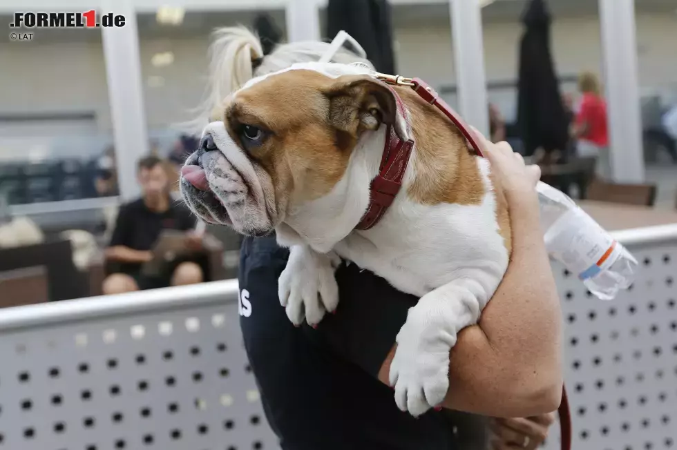 Foto zur News: Hamiltons treue Begleiterin Coco darf in Austin natürlich auch nicht fehlen. Ob die Trainerin des Formel-1-Champions happy damit ist, sich mehr um den Hund als um das Herrchen kümmern zu müssen, sei dahingestellt.