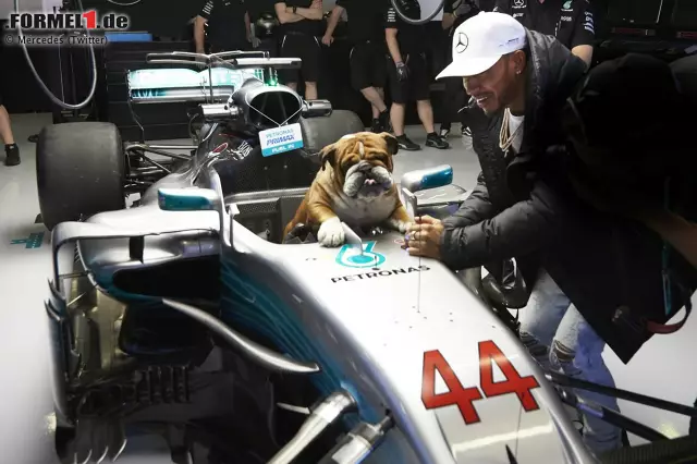 Foto zur News: Lewis Hamiltons Hunde sind natürlich auch in Baku dabei. Nachdem sie zuletzt schon ihre eigenen Paddock-Pässe bekommen haben, darf Roscoe jetzt sogar im Mercedes-Cockpit Platz nehmen. Wir fragen uns, wie lange es noch dauert, bis Roscoe und Coco auch mal testen dürfen ...