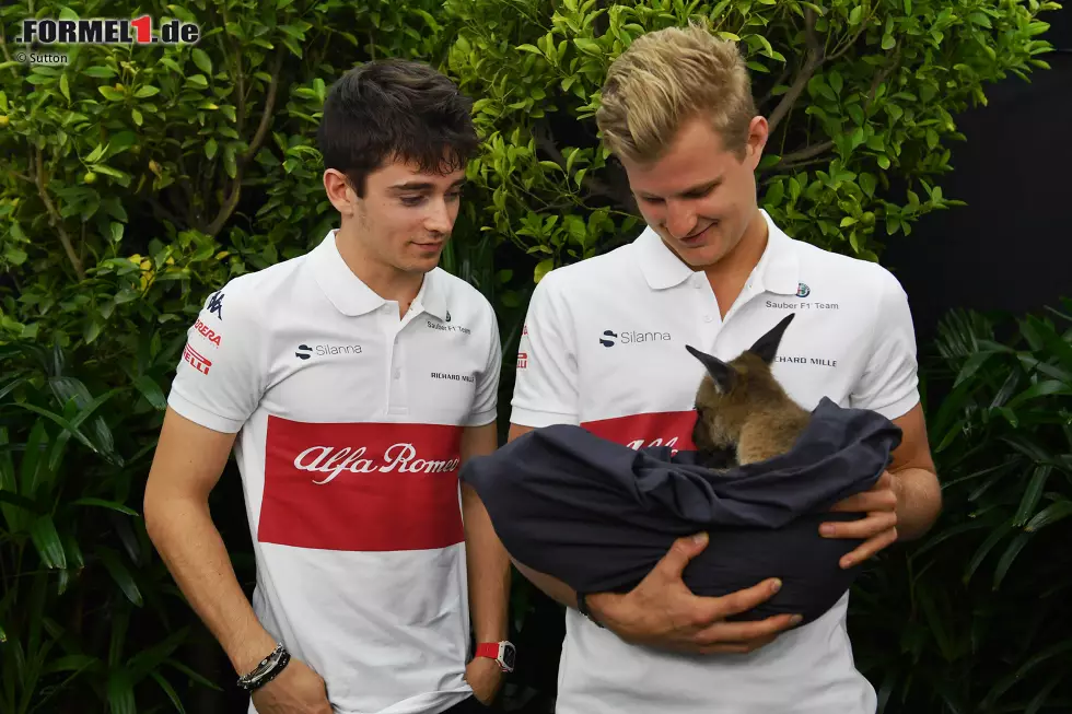 Foto zur News: Schon vor dem Finale in Abu Dhabi gewinnt Leclerc den Formel-2-Titel - als erster Fahrer seit Nico Hülkenberg 2009 im Debütjahr. Seine Leistungen bringen ihm einen Vertrag in der Formel 1 ein: Bei Sauber steigt er in die Königsklasse ein.