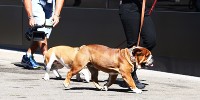 Foto zur News: Schlafprobleme: Lewis Hamiltons Hund wird zum Test-Thema