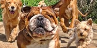 Foto zur News: Kurios: Hamiltons Bulldogge Roscoe startet Karriere als Model