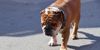 Foto zur News: Nach Tod von Coco: Hamiltons Bulldogge Roscoe muss jetzt vegan leben