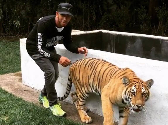 Foto zur News: Nervenstark abseits der Piste: Lewis Hamilton spielt mit Tiger